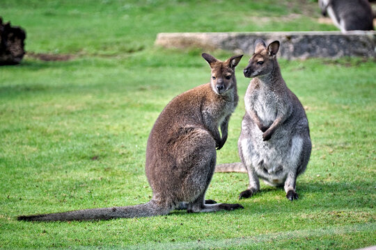 &Ouml;stliches Bergk&auml;nguru ( Macropus robustus ).