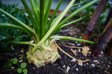celery root in green garden house