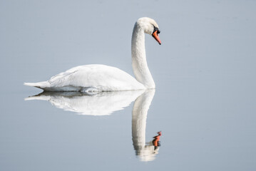 Fototapeta premium Il suffira d' un cygne 