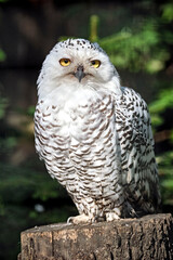 Eine Schnee-Eule ( Bubo scandiacus , Syn.: Bubo scandiaca, Nyctea scandiaca, Schneeeule ).