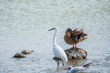 The small white heron or Little egret stands in the lake