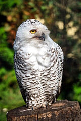 Eine Schnee-Eule ( Bubo scandiacus , Syn.: Bubo scandiaca, Nyctea scandiaca, Schneeeule ).