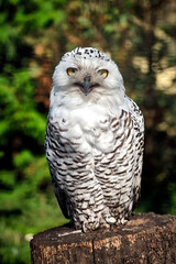Eine Schnee-Eule ( Bubo scandiacus , Syn.: Bubo scandiaca, Nyctea scandiaca, Schneeeule ).