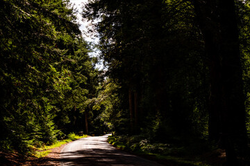 Obraz premium A Road in New Forest - South England