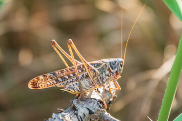 A large brown locust, Locusta migratoria, with a pattern on its body sits on branch among green vegetation in a summer garden.
