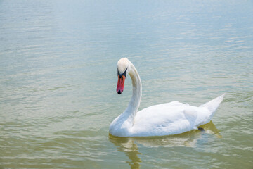 Graceful white Swan swimming in the lake, swans in the wild. Portrait of a white swan swimming on a lake.
