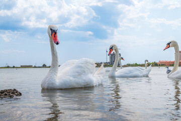 A large flock of graceful white swans swims in the lake., swans in the wild