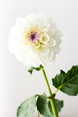 Beautiful autumn spherical dahlia flower with leaves close up on a white background