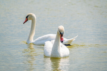 Naklejka na ściany i meble Two Graceful white Swans swimming in the lake, swans in the wild