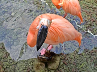Gardinen Nahaufnahme Flamingo © Peter