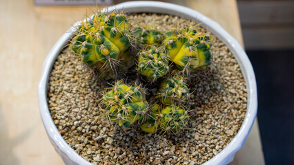 potted aloe melanacanth