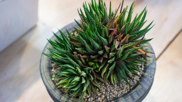 Potted Haworthia Fasciata F. Variegata