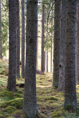 Sunlight falling through a forest of pine trees. Romantic, mythical nature mood