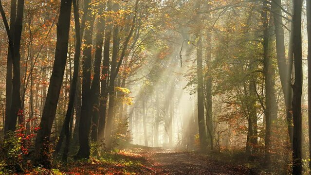Dreamy autumn scenery with rays of sunlight in a misty forest, slowly moving forward on a path framed by trees and gold foliage towards the light
