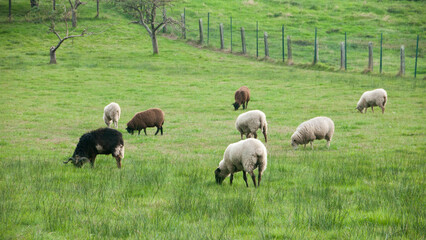 Rebaño de ovejas en ladera verde