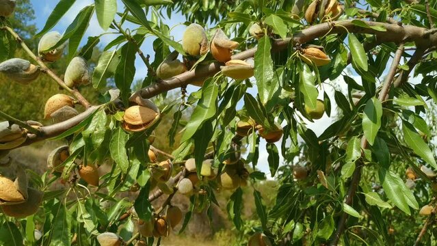 Almonds on branch. Lleida, Catalonia, Spain.