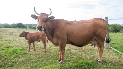 Vacas marrones en pradera verde
