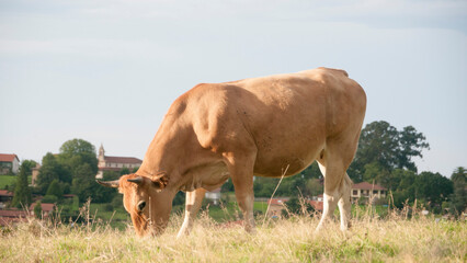 Vaca marrón pastando cerca de pueblo en Asturias