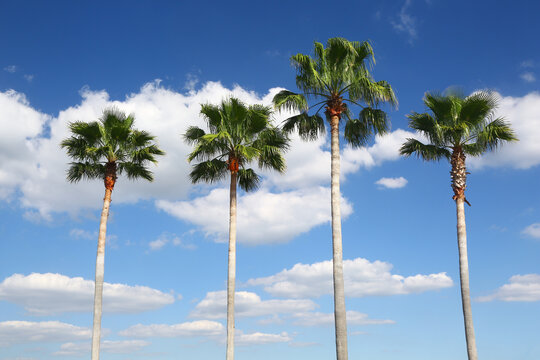 Four palm trees in a row with blue sky as background. Florida