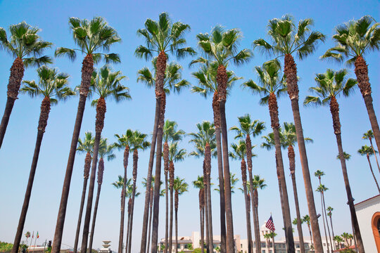 Palm plantation in front of Union Station, LA