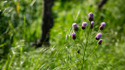 Hemisteptia to welcome spring