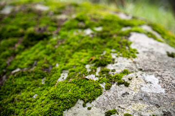 Bright green moss on a stone in the forest. Abstract nature forest background
