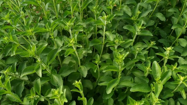 Sweet plant. Stevia rebaudiana. 