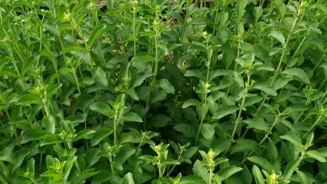 Sweet plant. Stevia rebaudiana. 