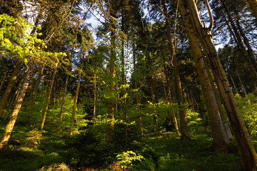 Lush forest with pine trees. Carbon neutrality or carbon net zero concept