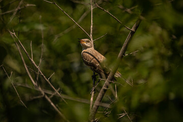 Mockingbird fledgling waits for lunch
