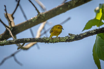 Yellow Warbler perched on a tree branch
