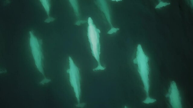 Big pod of beluga whale swimming in the Arctic (Svalbard) - Aerial Drone Close Up Tracking.