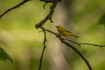 Yellow Warbler perched on a tree branch
