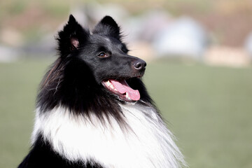 Summer portrait of sweet cute and smiling bi-black and white bicolor shetland sheepdog, sheltie. Little lassie, collie dog outdoors on summer time, small collie on yellow grass background