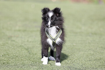 Stunning charming nice fluffy black whitebicolor shetland sheepdog puppy portrait, cute sheltie pup...