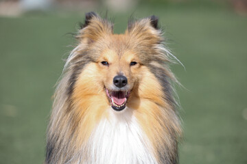 Stunning nice fluffy sable white shetland sheepdog puppy, sheltie  outside portrait on a sunny autumn day. Small cute Scottish collie dog, lassie with funny ears portrait with green background