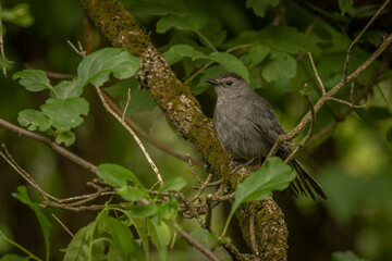 Gray Catbird perched on a tree branch in the woods