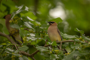 Cedar Waxwing in a Mulberry tree looking for flower buds to eat
