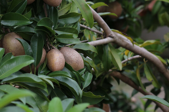 Manilkara Zapota Leaves and Fruit, commonly known as Sapodilla, Sapote, Naseberry or Chicle