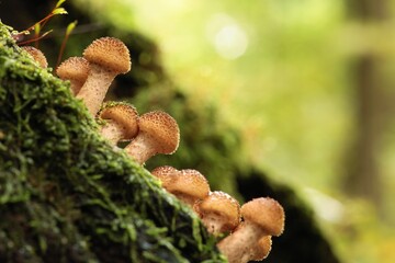 Mushrooms growing on a tree trunk in the forest
