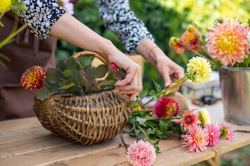 The florist makes a bouquet in a basket of dahlias and asters