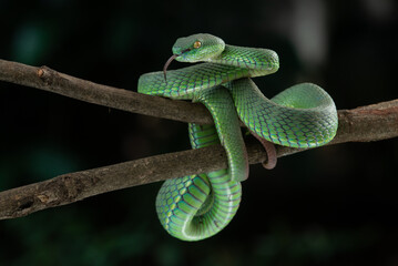 Close up shot of green white lipped pit viper Trimeresurus albolabris attacking position on a branch 