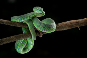 Close up shot of green white lipped pit viper Trimeresurus albolabris attacking position on a branch 