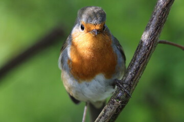 A Robin Redbreast sitting on a small branch of a tree. This photo has been taken in a forest in Preston, Lancashire. These birds are often associated with Christmas.