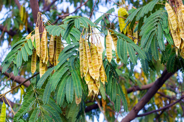 Bright green leaves and seed pods of Honey Locust (Gleditsia Triacanthos) bush in the botanic garden in summer close up. - 531909411
