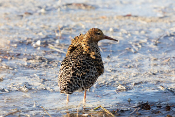A male ruff (bird) in breeding plumage stands on a large stone