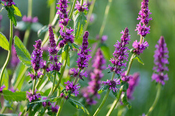 Blooming Betonica officinalis in a summer meadow. Close-up