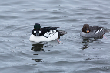 Common goldeneye ducks, male and female, swim in the lake
