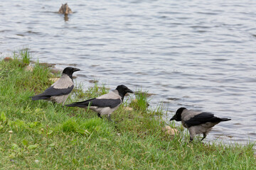 Three gray crows stand in the grass on the river bank