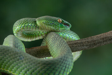 Obraz premium Close up shot of green white lipped pit viper Trimeresurus albolabris attacking position on a branch 